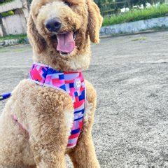 pet finder ph|Pet Finder Philippines .